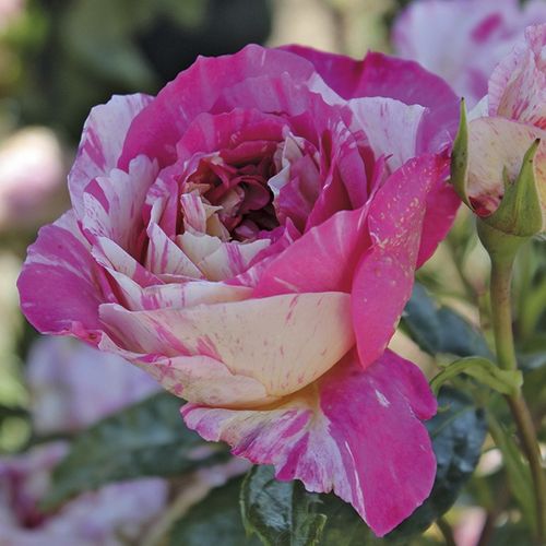 Rosa  Claude Monet™ - czerwono - żółty - Róże pienne - z kwiatami hybrydowo herbacianymi - korona równomiernie ukształtowana